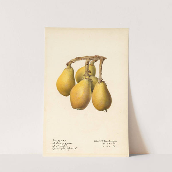 Eriobotrya japonica: Champagne by Royal Charles Steadman