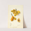 Eriobotrya japonica: Oliver by Elsie E. Lower