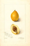 Eriobotrya japonica: Premier