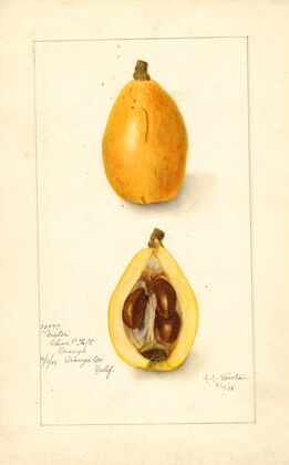 Eriobotrya japonica: Victor