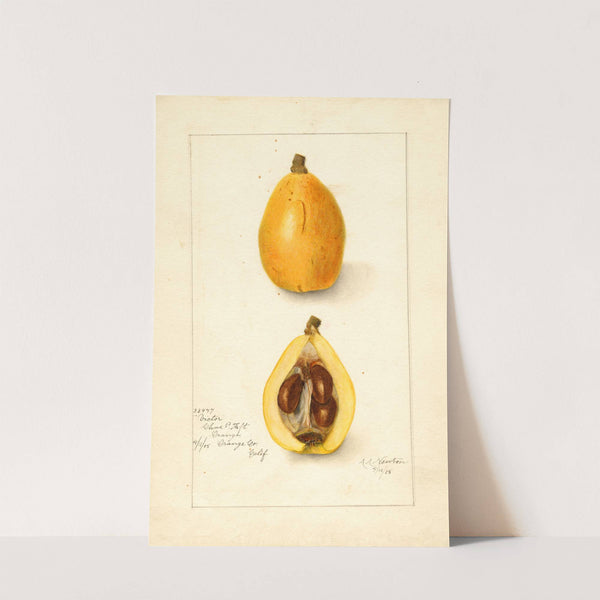 Eriobotrya japonica: Victor by Amanda Almira Newton