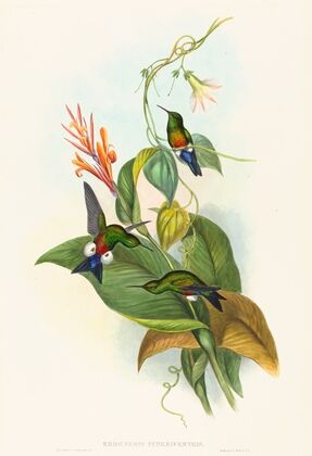 Eriocnemis cupreiventris (Coppery-vented Puff-Leg)