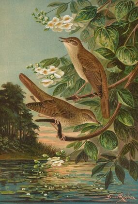 Erithacus luscinia, Erithacus philomela