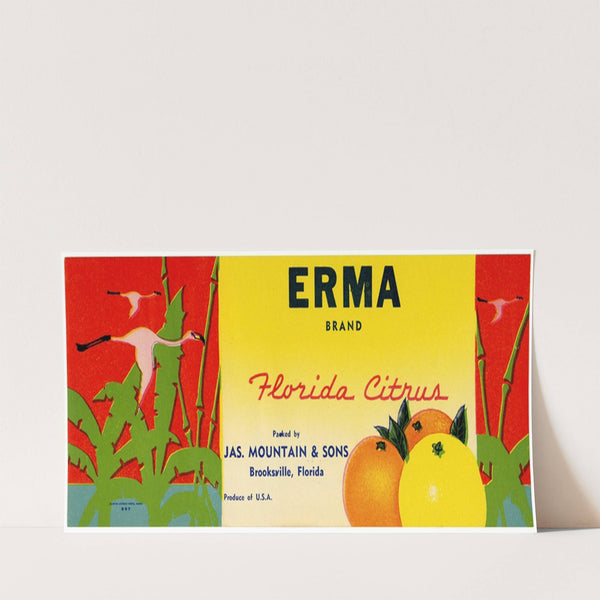 Erma Brand Florida Citrus Label (1930-1950)