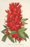 Erythrina (hybrida) Marie Bellanger
