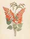 Erythrina, Nov. Specie [Erythrina humeana]