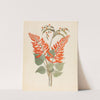 Erythrina, Nov. Specie [Erythrina humeana] by Clemenz Heinrich Wehdemann