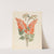 Erythrina, Nov. Specie [Erythrina humeana] by Clemenz Heinrich Wehdemann