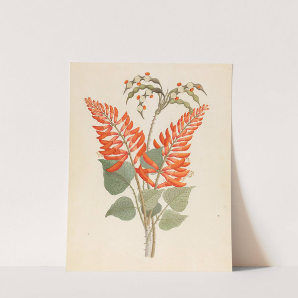 Erythrina, Nov. Specie [Erythrina humeana] by Clemenz Heinrich Wehdemann