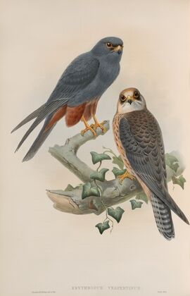 Erythropus vespertinus. Orange-legged Hobby. (1862-1873)