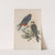 Erythropus vespertinus. Orange-legged Hobby. (1862-1873) by John Gould