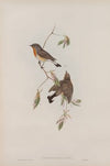 Erythrosterna parva. Red-breasted Flycatcher. (1862-1873)