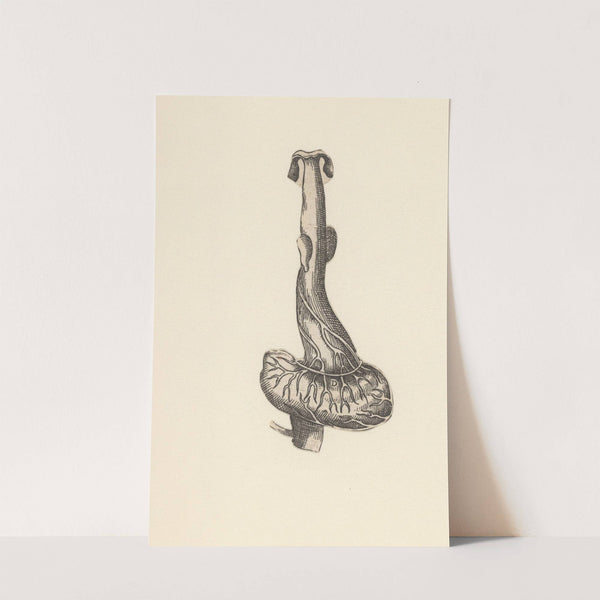 Esophagus and stomach by Lucas Kilian