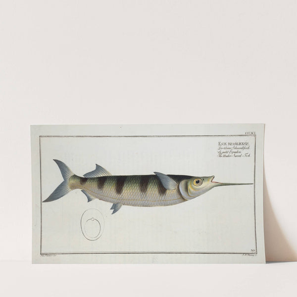 Esox brasiliensis, The Under-Sword-Fish. (1785-1797) by Marcus Elieser Bloch