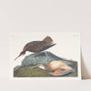 Esquimaux curlew by John James Audubon