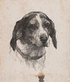 Et hundehoved