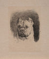 Et hundehoved