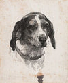 Et hundehoved