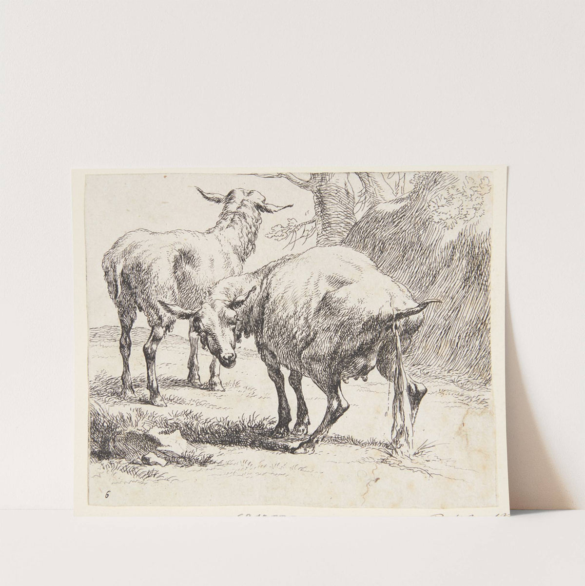 Et stående og et pissende får by Nicolaes Pietersz. Berchem