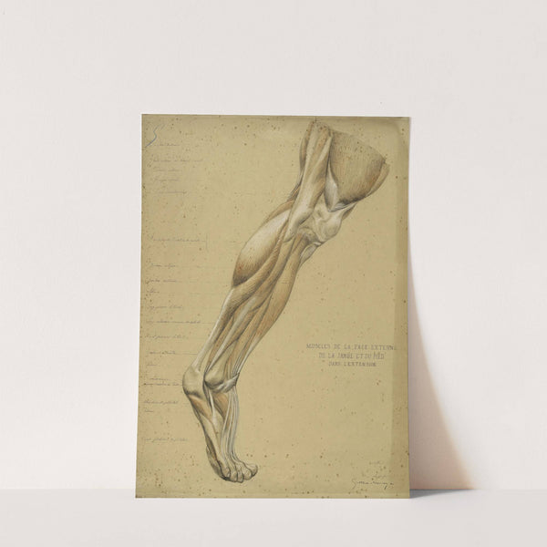 Etude anatomique. Muscles de la face externe de la jambe et du pied dans l’extension by Arthur-Joseph Gueniot