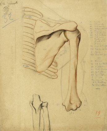 Etude anatomique. Parties de squelette humain épaule et humérus droits deux os (bas, milieu)