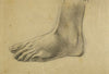 Etude anatomique. Pied gauche, à plat