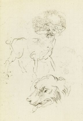 Etude de chien et de tête de chien
