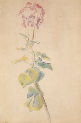 Étude de fleur