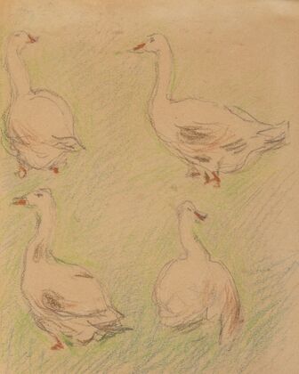 Etude de quatre oies