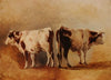 Étude de vache