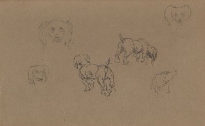 Études de chiens