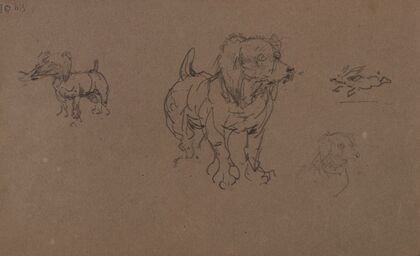 Études de chiens