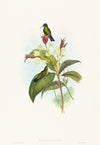 Eucephala caerulea (Blue-chinned Sapphire)