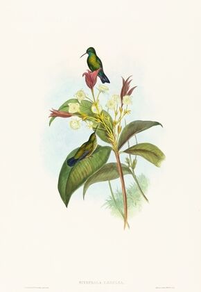 Eucephala caerulea (Blue-chinned Sapphire)