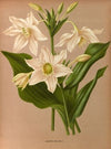 Eucharis Amazonica. (1872-1881)