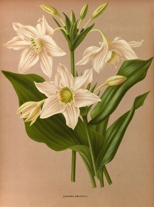 Eucharis Amazonica. (1872-1881)