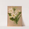 Eucharis Amazonica. (1872-1881) by Arentina Hendrica Arendsen