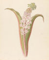 Eucomis punctata [Eucomis autumnalis]