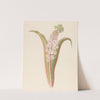 Eucomis punctata [Eucomis autumnalis] by Clemenz Heinrich Wehdemann