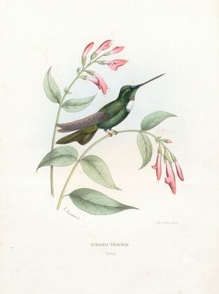 Eudosia Traviesi (1874-1877)