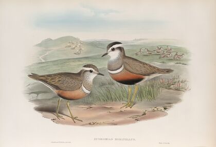 Eudromias morinellus. Dotterel. (1862-1873)