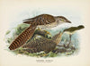 Eudynamis taitensis (The Young fed by Grey Warbler)
