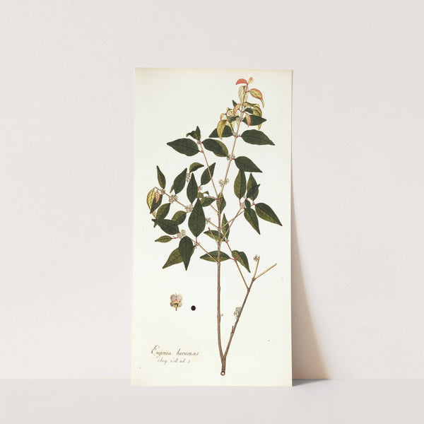 Eugenia baruensis by Nikolaus Joseph Freiherr von Jacquin