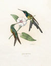 Eugenia Imperatris (1874-1877)