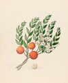 Eugenia or. Jambo [Eugenia albanensis]