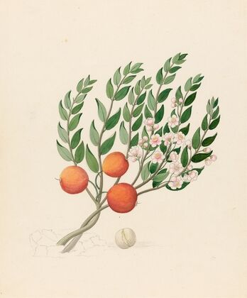Eugenia or. Jambo [Eugenia albanensis]