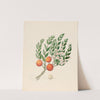 Eugenia or. Jambo [Eugenia albanensis] by Clemenz Heinrich Wehdemann