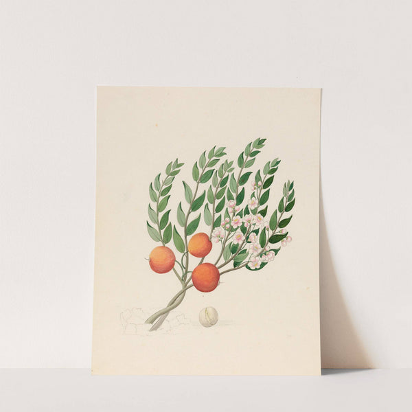 Eugenia or. Jambo [Eugenia albanensis] by Clemenz Heinrich Wehdemann