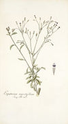 Eupatorium myosotifolium