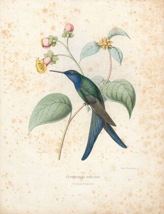 Eupetomena Hirundo (1874-1877)
